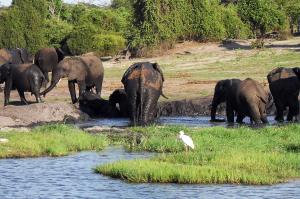 ... und Chobe-Nationalpark