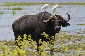 Botswana-Safari im Hemingway-Stil Botswana-Safari im Hemingway-Stil