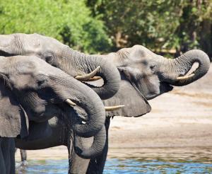 Botswana - Im Reich der wilden Tiere