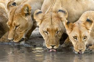 Botswana - Lebendige Wüsten – unterwegs im unbekannten Süden Botswana - Lebendige Wüsten – unterwegs im unbekannten Süden