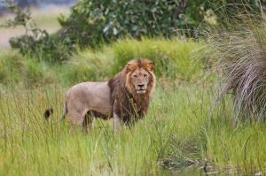 Botswana - Namibia - Simbabwe - Safariparadiese im Dreiländereck Botswana - Namibia - Simbabwe - Safariparadiese im Dreiländereck