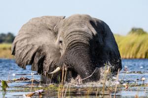 Botswana - Safaritraum für Naturfotografen