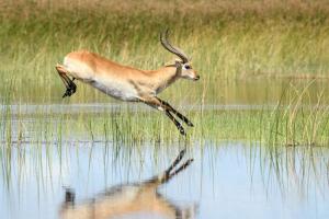 Botswana - Safaritraum für Naturfotografen