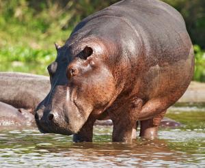 Botswana - Wo die wilden Tiere wohnen