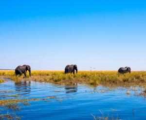 Botswana - Wo die wilden Tiere wohnen