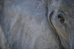 Botswana • Namibia • Simbabwe - Auf den Spuren der grauen Riesen