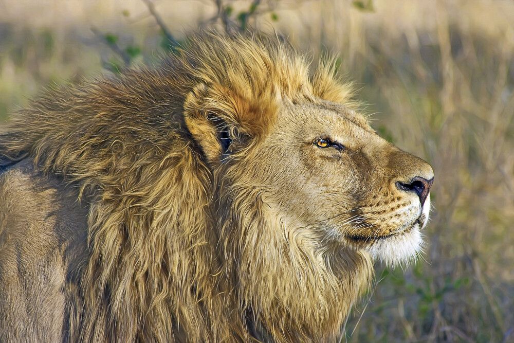 Botswana • Namibia • Simbabwe - Safaritraum Botswana