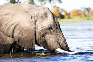 Botswana • Namibia • Simbabwe - Unterwegs im Königreich der Elefanten
