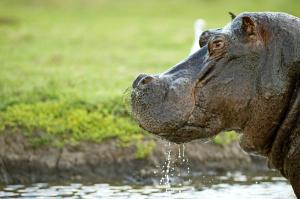 Botswana • Simbabwe - Nashorndickicht, Flusspferdtümpel und Elefantenpfade