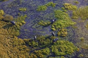 Botswana • Simbabwe - Nashorndickicht, Flusspferdtümpel und Elefantenpfade Botswana • Simbabwe - Nashorndickicht, Flusspferdtümpel und Elefantenpfade