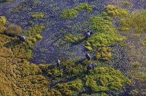 Botswana • Simbabwe - Nashorndickicht, Flusspferdtümpel und Elefantenpfade