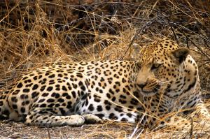 Einzigartiges Namibia