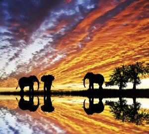 Grosse Botswana-Expedition