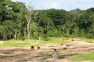 Kamerun • Zentralafrika - In die Tiefen des Regenwaldes Kamerun • Zentralafrika - In die Tiefen des Regenwaldes