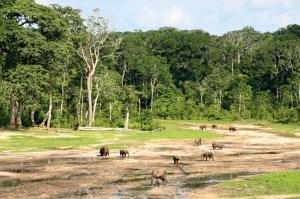 Kamerun • Zentralafrika - In die Tiefen des Regenwaldes