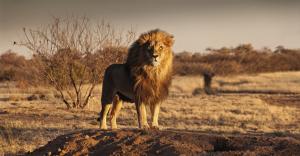 Kapstadt und Kruger-Nationalpark