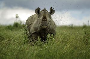 Kenia - Professionelle Tier- und Naturfotografie