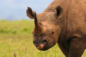 Kenia - Professionelle Tier- und Naturfotografie