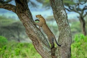 Kenia - Raubkatzen, Rhinozerosse und mutige Krieger