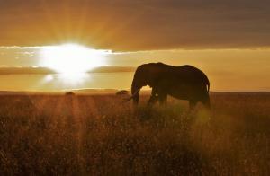 Kenia - Raubkatzen, Rhinozerosse und mutige Krieger