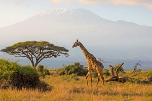 Kenia - Von der Masai Mara an den Indischen Ozean