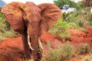 Kenia - Von der Masai Mara an den Indischen Ozean