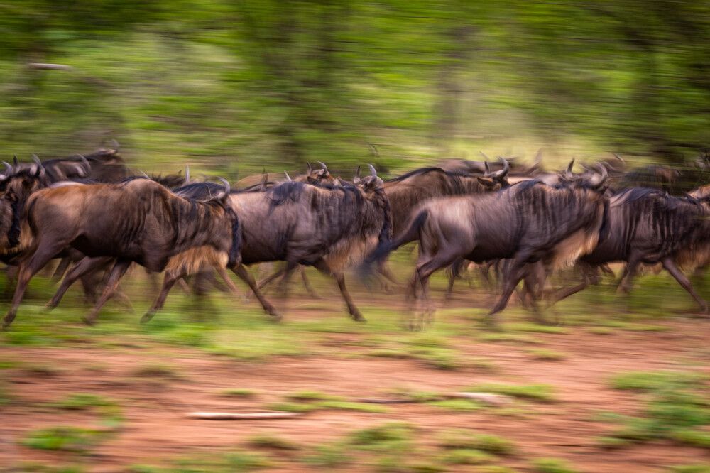 Kenia • Tansania - Auf den Spuren der großen Tierwanderung