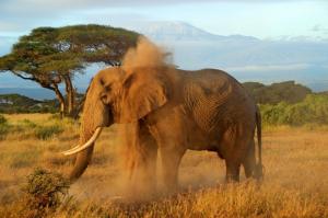 Kenia • Tansania - Mount Kenya, Safari und Kilimanjaro