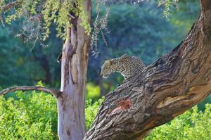 Kenia • Tansania - Safariperlen und Sansibar