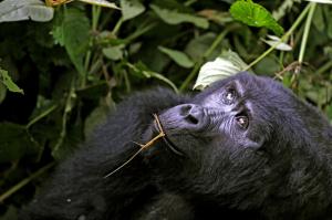 Kenia • Uganda - Die Könige der Savanne und des Regenwaldes