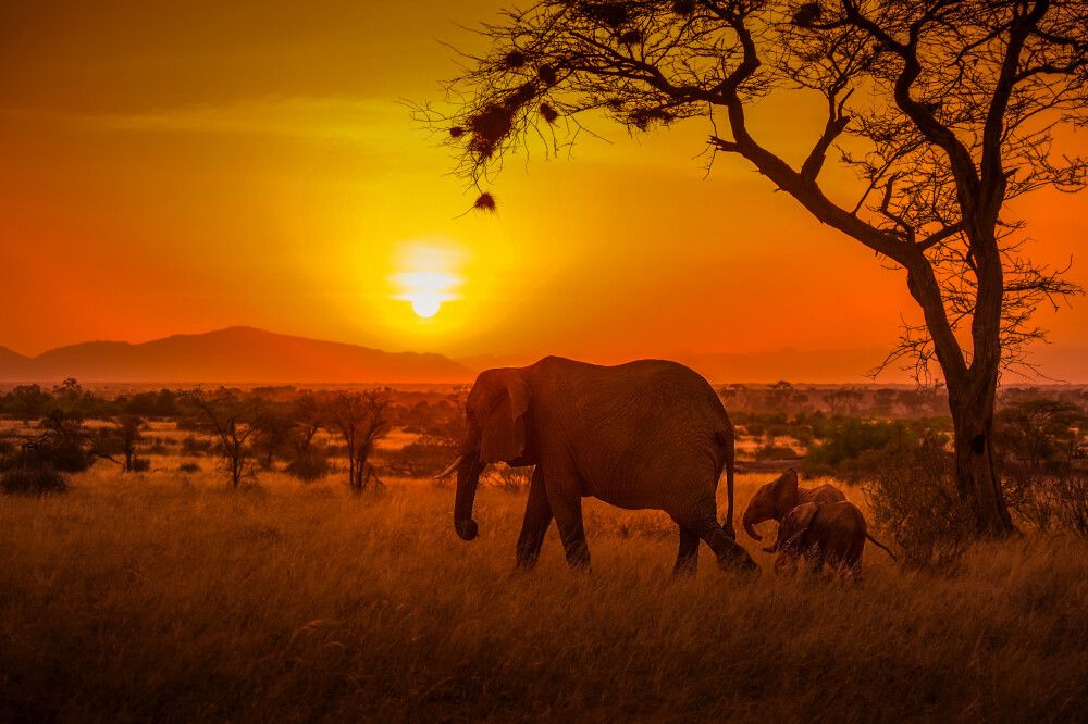 safari kenia uganda
