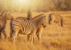 Kleingruppen-Rundreise Namibia - Botswana & Viktoria-Fälle