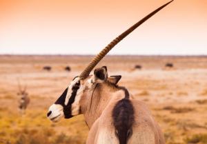 Kleingruppen-Rundreise Südafrika: Kapstadt - Victoria-Wasserfälle