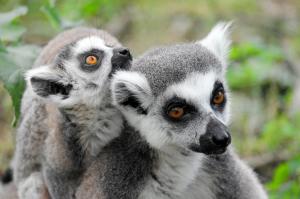 Madagaskar - Aktiv zwischen Reisterrassen, Felsschluchten und Lemuren