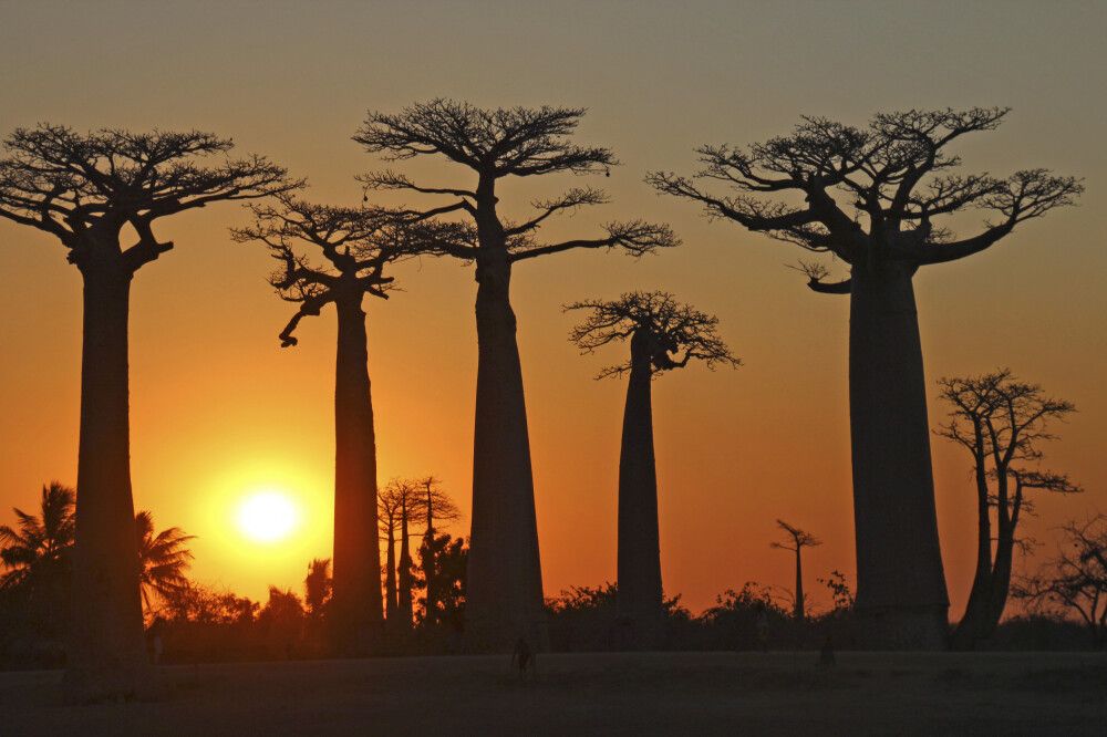 Madagaskar - Im Land der Baobabs