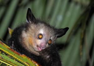 Madagaskar - Lemurensafari und Chamäleons