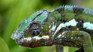 Madagaskar - Von den Trockenwäldern der Westküste zum Regenwald an der Ostküste Madagaskar - Von den Trockenwäldern der Westküste zum Regenwald an der Ostküste