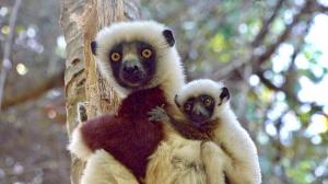 Madagaskar - Von den Trockenwäldern der Westküste zum Regenwald an der Ostküste Madagaskar - Von den Trockenwäldern der Westküste zum Regenwald an der Ostküste