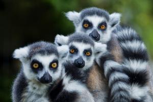 Madagaskar: Kurze Wege – Große Vielfalt