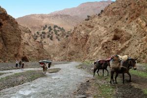 Marokko - M'Goun-Trekking, Minztee und Medinas