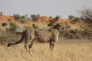 Mietwagen-Rundreise Namibia