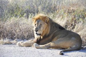 Mietwagen-Rundreise Namibia