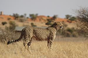 Mietwagenrundreise Namibia Mietwagenrundreise Namibia