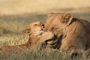 Namibia & Botswana: Höhepunkte im Norden mit Victoria-Fällen Namibia & Botswana: Höhepunkte im Norden mit Victoria-Fällen