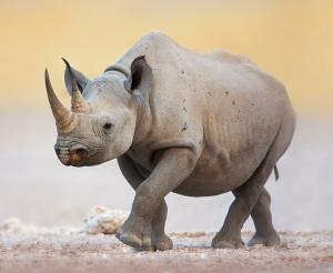 Namibia - Unter Namibias Sternenhimmel 