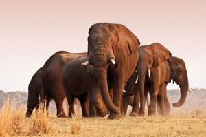 Namibia - Vom Etosha-Nationalpark zum Fish-River-Canyon