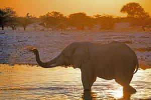 Namibia - Zwischen Sossusvlei und Etosha