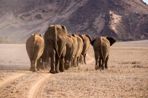 Namibia - auf den Spuren der Wüstenelefanten