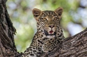 Namibia - von Windhoek zu den Victoria-Fällen