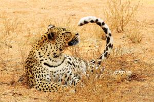 Namibia  -  Naturparadies Caprivi